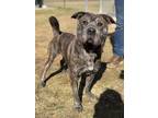 Adopt Millie a Brindle American Pit Bull Terrier / Mixed Breed (Medium) / Mixed