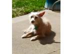 Adopt Zip a Red/Golden/Orange/Chestnut Fox Terrier (Wirehaired) / Mixed dog in