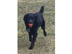 Adopt Sparrow a Black - with White Australian Shepherd / Golden Retriever /