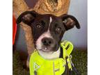 Adopt Bacon a Black - with White Terrier (Unknown Type, Medium) / Feist / Mixed