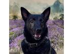 Adopt Sloane a Brindle Dutch Shepherd / Mixed dog in McKinney, TX (40840662)