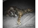 Adopt Freeway a Brindle Mastiff dog in Encinitas, CA (41207101)