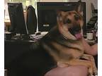 Adopt Nyla a Black - with Tan, Yellow or Fawn German Shepherd Dog / Mixed dog in