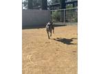 Adopt Liea a Brindle Catahoula Leopard Dog / Siberian Husky / Mixed dog in