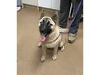 Adopt Duke a Tan/Yellow/Fawn Husky / Akita / Mixed (short coat) dog in Cumming