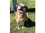 Adopt Benny a Tan/Yellow/Fawn Pug / Beagle / Mixed (short coat) dog in