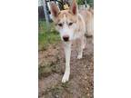 Adopt Bronco a Red/Golden/Orange/Chestnut - with White Siberian Husky / Mixed