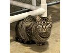 Adopt Petra a Brown Tabby Domestic Shorthair / Mixed (short coat) cat in Bolton