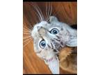 Adopt Sapphire a White (Mostly) Siamese (short coat) cat in Fremont