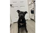 Adopt Zoie a Brown/Chocolate Staffordshire Bull Terrier / Mixed dog in Las