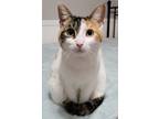 Adopt Molly (24-095 C) a Orange or Red (Mostly) Domestic Shorthair / Mixed