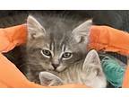 Adopt Chester a Gray or Blue (Mostly) Domestic Shorthair (short coat) cat in
