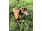 Adopt Patsy a Brindle Plott Hound dog in Tulsa, OK (41419004)
