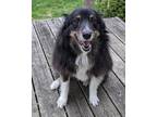 Adopt Dingo a Tricolor (Tan/Brown & Black & White) Australian Shepherd / Mixed