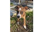 Adopt Whiskey a Tan/Yellow/Fawn - with White Boxer / Black and Tan Coonhound /