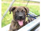 Adopt JAGGER a Brindle Mastiff / Shepherd (Unknown Type) / Mixed dog in CARISLE