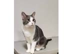 Adopt Smokie Robinson a Gray, Blue or Silver Tabby Domestic Shorthair / Mixed