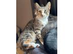 Adopt Ember a Gray, Blue or Silver Tabby Domestic Shorthair / Mixed cat in