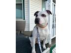 Adopt Zaila a Gray/Silver/Salt & Pepper - with White American Pit Bull Terrier /