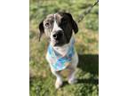 Adopt Frida - Dolly a Tricolor (Tan/Brown & Black & White) Basset Hound dog in