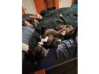 Adopt Castiel a Black - with White Great Dane / Cane Corso / Mixed dog in