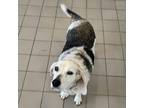 Adopt Biscuit Bliss a Beagle / Mixed Breed (Medium) dog in Whitestone