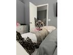 Adopt Razzi a White (Mostly) Siamese / Mixed (short coat) cat in Gibsonton