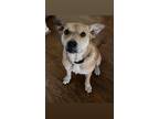 Adopt princess a Tan/Yellow/Fawn Labrador Retriever / Catahoula Leopard Dog /