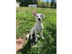 Adopt Dakota - Como litter of 9 a White Husky / Australian Shepherd dog in