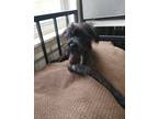 Adopt Henry a Black Jack Russell Terrier dog in Raleigh, NC (41402144)