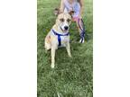 Adopt Kobe a Tan/Yellow/Fawn Australian Shepherd / Siberian Husky / Mixed dog in