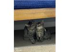 Adopt Phinneas a Brown Tabby Domestic Shorthair (short coat) cat in Mead