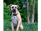 Adopt Ted Lasso litter- Flo Collins a Tricolor (Tan/Brown & Black & White) Boxer