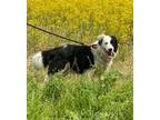 Adopt Trumpet a Black - with White Australian Shepherd / Mixed dog in