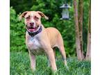 Adopt Ted Lasso litter- Rebecca Welt a Tan/Yellow/Fawn Boxer / Black Mouth Cur /