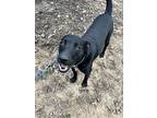 Adopt Lil' Mac a Black - with White Labrador Retriever / Anatolian Shepherd /