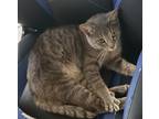 Adopt Daphy a Gray, Blue or Silver Tabby Domestic Shorthair / Mixed (short coat)
