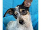 Adopt Gabby a Tricolor (Tan/Brown & Black & White) Fox Terrier (Wirehaired) /