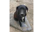 Adopt Mikko a Black - with White Labrador Retriever / Anatolian Shepherd / Mixed