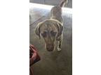 Adopt Peaches a Brindle Great Pyrenees / Mixed dog in Northglenn, CO (41418718)