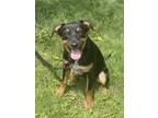 Adopt Tonya a Black Shepherd (Unknown Type) / Mixed Breed (Medium) / Mixed