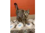 Adopt Betty a Gray or Blue Domestic Shorthair / Mixed Breed (Medium) / Mixed