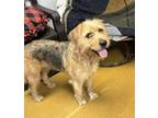 Adopt Fat Girl a Tan/Yellow/Fawn Australian Shepherd / Beagle / Mixed (short