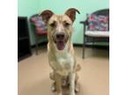 Adopt Kendrick a White - with Black German Shepherd Dog / Hound (Unknown Type) /