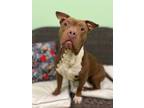 Adopt Brick a White American Pit Bull Terrier / Mixed Breed (Medium) / Mixed