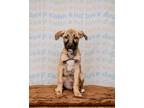 Adopt St. Valentine a Tan/Yellow/Fawn - with Black German Shepherd Dog /
