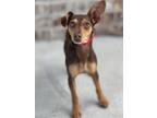 Adopt Gigi a Brown/Chocolate - with Tan Miniature Pinscher / Mixed dog in