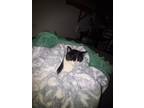 Adopt Stueart a Black & White or Tuxedo American Shorthair / Mixed (short coat)