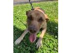 Adopt Fox (HW+) a Tan/Yellow/Fawn Labrador Retriever / Mixed Breed (Medium) /