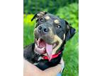 Adopt Mick Wilson SCAS a Black - with Tan, Yellow or Fawn Rottweiler / Mixed dog